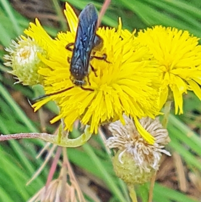 Scoliidae (family) (Unidentified Hairy Flower Wasp) at National Arboretum Woodland - 25 Jan 2024 by galah681