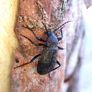 Alleculinae sp. (Subfamily) at Aranda Bushland - 13 Jan 2024