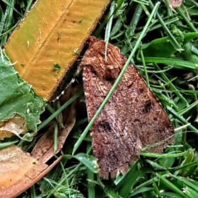 Diarsia intermixta (Chevron Cutworm, Orange Peel Moth.) at Winston Hills, NSW - 22 Jan 2024 by poppyde