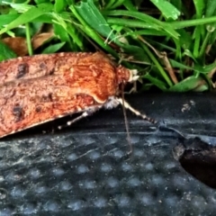 Diarsia intermixta at Winston Hills, NSW - suppressed