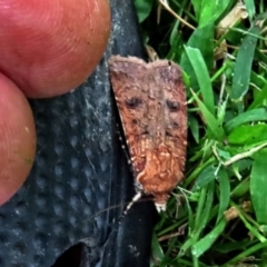 Diarsia intermixta at Winston Hills, NSW - 22 Jan 2024