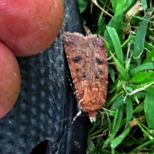 Diarsia intermixta at Winston Hills, NSW - suppressed