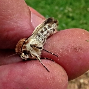 Diarsia intermixta at Winston Hills, NSW - suppressed