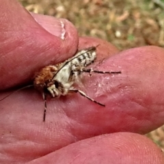 Diarsia intermixta at Winston Hills, NSW - 22 Jan 2024