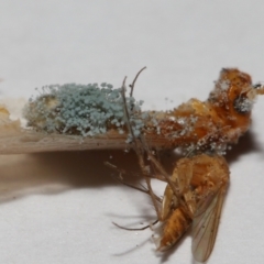 Unverified at suppressed - suppressed