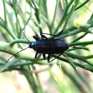 Tanychilus sp. (genus) at Aranda Bushland - 13 Jan 2024