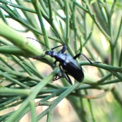 Tanychilus sp. (genus) at Aranda Bushland - 13 Jan 2024