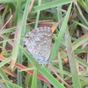 Theclinesthes serpentata at Woodstock Nature Reserve - 31 Jan 2024
