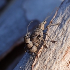 Merimnetes oblongus (Radiata pine shoot weevil) at Aranda, ACT - 12 Jan 2024 by CathB