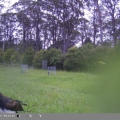 Rhipidura leucophrys (Willie Wagtail) at Wollondilly Local Government Area - 1 Feb 2024 by bufferzone