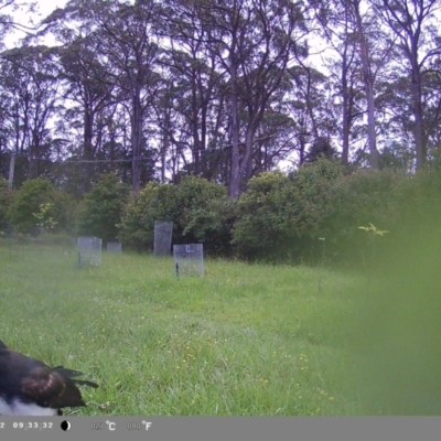 Rhipidura leucophrys (Willie Wagtail) at Wollondilly Local Government Area - 1 Feb 2024 by bufferzone