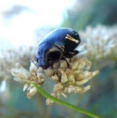 Paropsisterna irina (Irina leaf beetle) at Aranda Bushland - 13 Jan 2024 by CathB