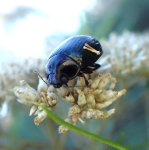 Paropsisterna irina at Aranda Bushland - 13 Jan 2024