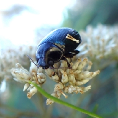 Paropsisterna irina (Irina leaf beetle) at Aranda Bushland - 13 Jan 2024 by CathB