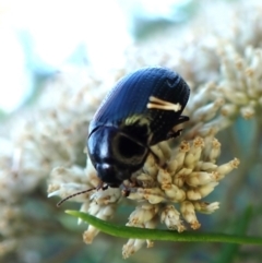 Paropsisterna irina at Aranda Bushland - 13 Jan 2024