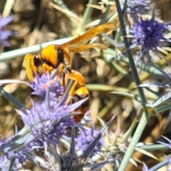 Delta bicinctum (Potter wasp) at Sth Tablelands Ecosystem Park - 1 Feb 2024 by galah681
