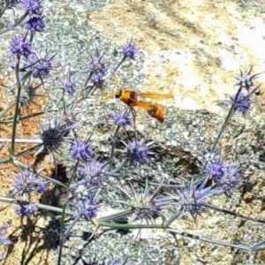 Delta bicinctum at Sth Tablelands Ecosystem Park - 1 Feb 2024