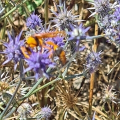 Delta bicinctum at Sth Tablelands Ecosystem Park - 1 Feb 2024