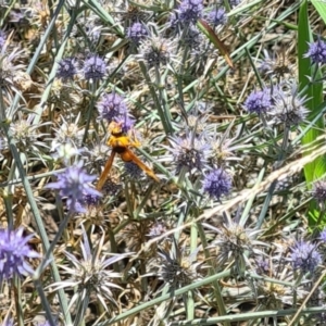 Delta bicinctum at Sth Tablelands Ecosystem Park - 1 Feb 2024