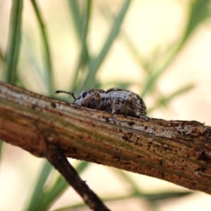 Entiminae (subfamily) at Aranda Bushland - 13 Jan 2024