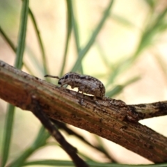 Entiminae (subfamily) at Aranda Bushland - 13 Jan 2024