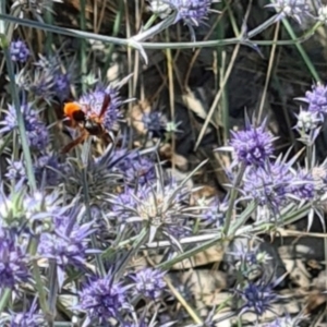 Eumeninae (subfamily) at Sth Tablelands Ecosystem Park - 1 Feb 2024