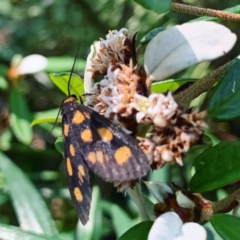 Asura cervicalis (Spotted Lichen Moth) at ANBG - 1 Feb 2024 by RosD