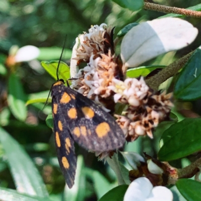 Asura cervicalis (Spotted Lichen Moth) at ANBG - 1 Feb 2024 by RosD