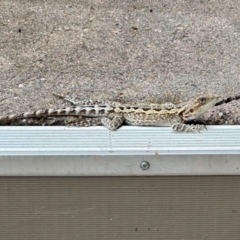 Amphibolurus muricatus (Jacky Lizard) at Calwell, ACT - 31 Jan 2024 by ROWLAD