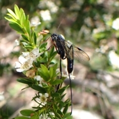 Aulacidae (family) (Aulacid parasitic wasps) at Cook, ACT - 11 Jan 2024 by CathB