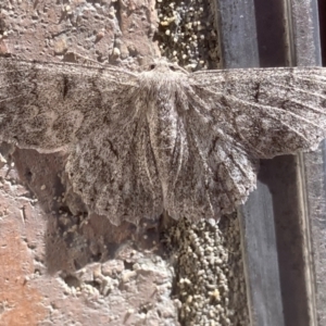 Crypsiphona ocultaria at Theodore, ACT - 1 Feb 2024