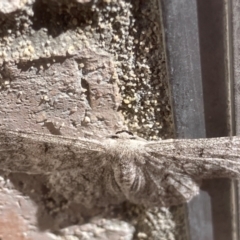 Crypsiphona ocultaria at Theodore, ACT - 1 Feb 2024