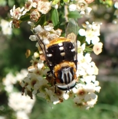 Scaptia (Scaptia) auriflua (A flower-feeding march fly) at Cook, ACT - 12 Jan 2024 by CathB