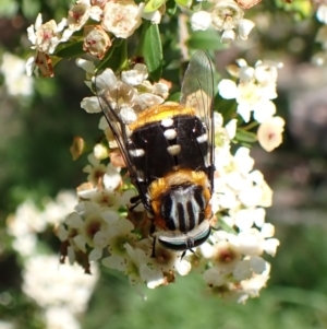 Scaptia (Scaptia) auriflua at Cook, ACT - 12 Jan 2024