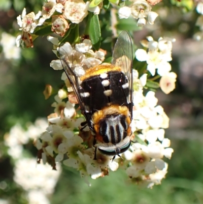 Scaptia (Scaptia) auriflua (A flower-feeding march fly) at Cook, ACT - 12 Jan 2024 by CathB