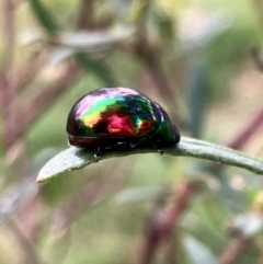 Callidemum hypochalceum (Hop-bush leaf beetle) at Hall, ACT - 1 Feb 2024 by strigo