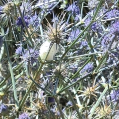 Unidentified Spider (Araneae) at Sth Tablelands Ecosystem Park - 1 Feb 2024 by galah681