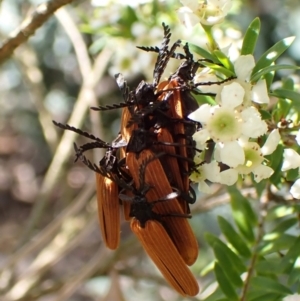 Porrostoma rhipidium at Cook, ACT - suppressed