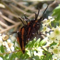 Porrostoma rhipidium at Cook, ACT - suppressed