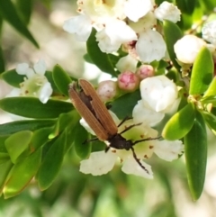 Porrostoma rhipidium (Long-nosed Lycid (Net-winged) beetle) at Cook, ACT - 1 Jan 2024 by CathB