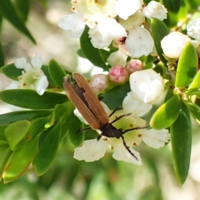 Porrostoma rhipidium (Long-nosed Lycid (Net-winged) beetle) at Cook, ACT - 1 Jan 2024 by CathB