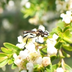 Bibionidae sp. (family) (Bibionid fly) at Cook, ACT - 1 Jan 2024 by CathB