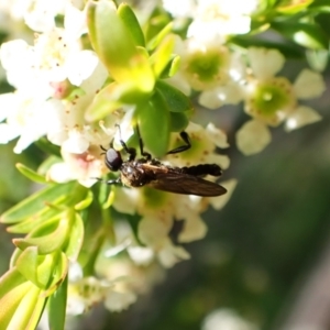 Bibionidae (family) at Cook, ACT - suppressed