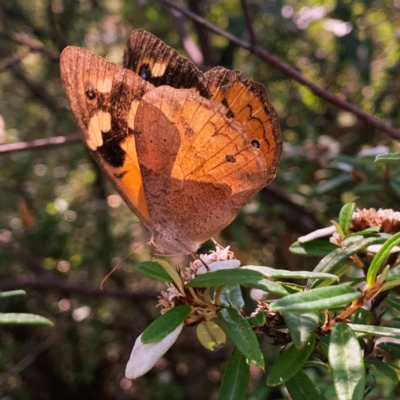 Heteronympha merope (Common Brown Butterfly) at ANBG - 1 Feb 2024 by RosD