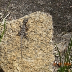 Rankinia diemensis at Tharwa, ACT - 31 Jan 2024 by GirtsO