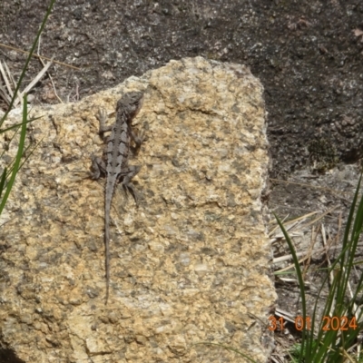 Rankinia diemensis at Namadgi National Park - 31 Jan 2024 by GirtsO