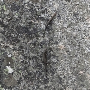 Pseudemoia spenceri at Namadgi National Park - 31 Jan 2024