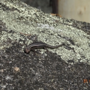 Pseudemoia spenceri at Namadgi National Park - 31 Jan 2024