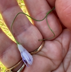 Wahlenbergia capillaris (Tufted Bluebell) at Point Hut to Tharwa - 1 Feb 2024 by lbradley