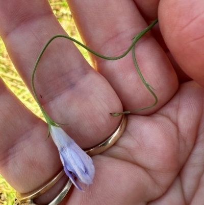 Wahlenbergia capillaris (Tufted Bluebell) at Tharwa, ACT - 1 Feb 2024 by lbradley